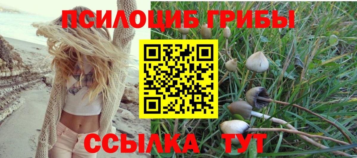 где купить наркоту  Вход с VPN  Красногорск  Галлюциногенные грибы Magic Shrooms  Галлюциногенные грибы Psilocybe 